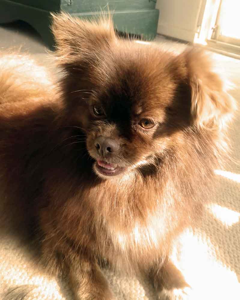 #096 ALREADY ADOPTED - Gauteng, Edenvale - Adopt Ziggy The Fierce and Fabulous Peek-A-Pom 5 Ziggy female Toy Pom 8