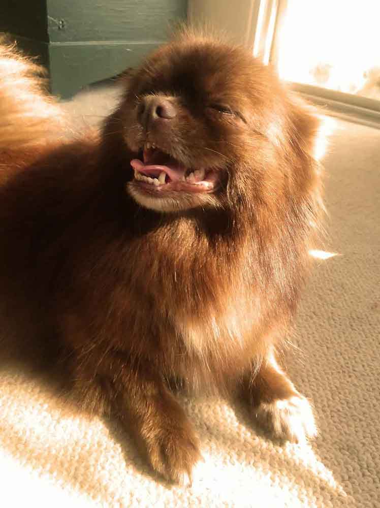 #096 ALREADY ADOPTED - Gauteng, Edenvale - Adopt Ziggy The Fierce and Fabulous Peek-A-Pom 4 Ziggy female Toy Pom 9