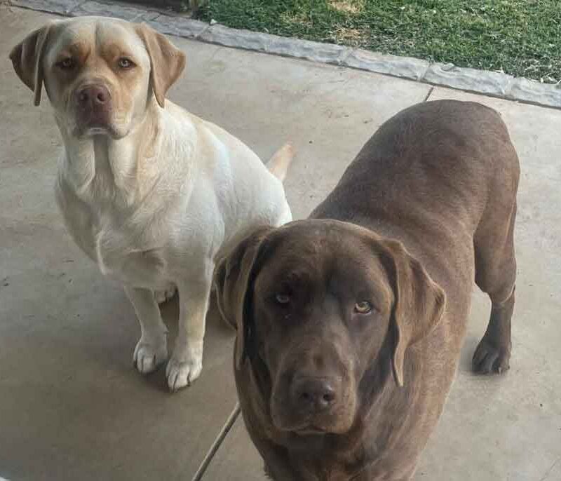 Adopt Zeus and Apollo 2 year old male Labrador Retriever brothers