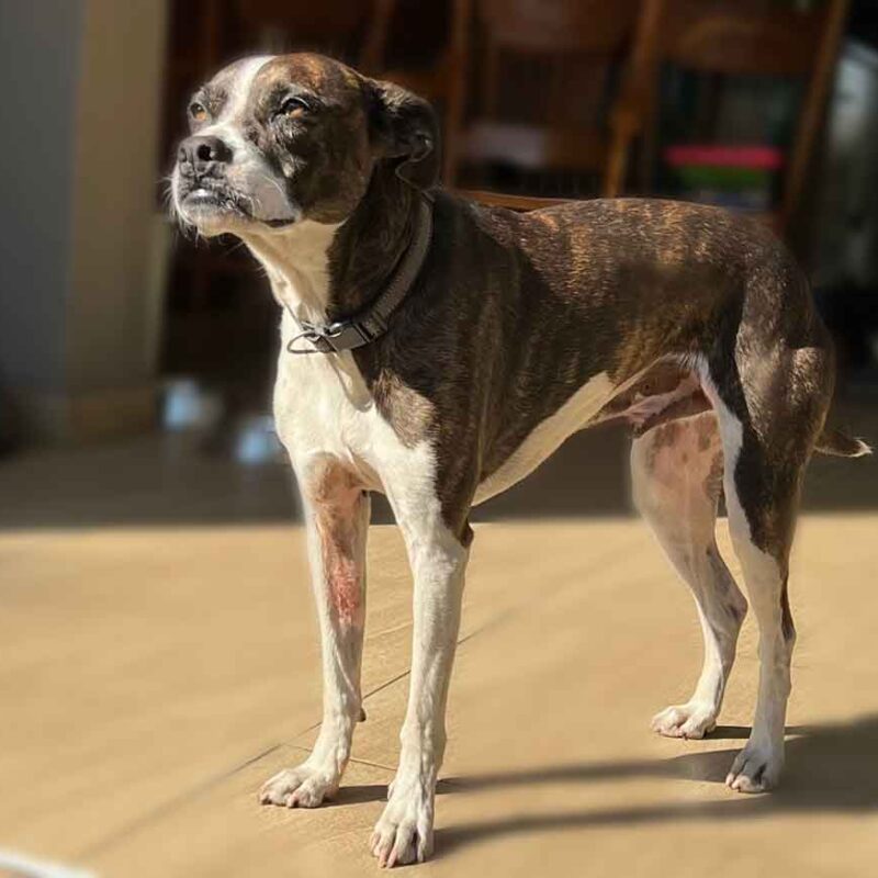 Adopt Boston Terrier BoJack