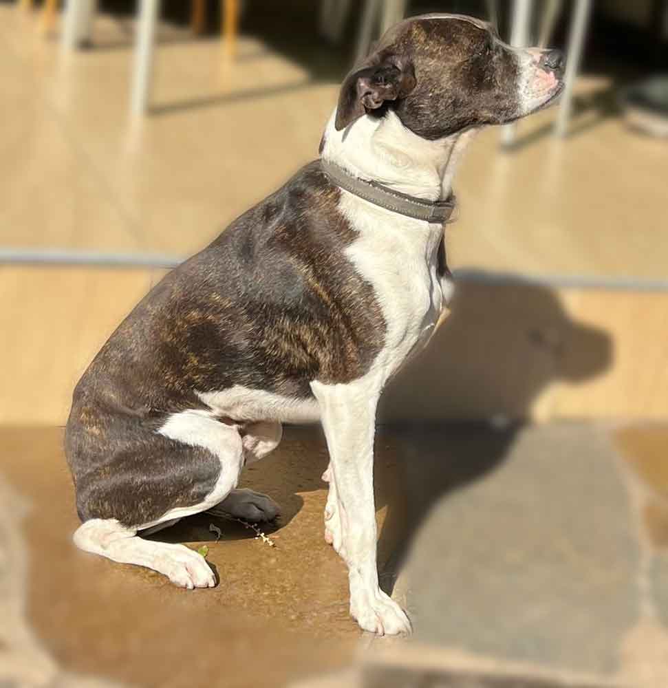 #103 ALREADY ADOPTED - Kwa-Zulu Natal, Durban - Adopt Boston Terrier BoJack 3 Adopt Boston Terrier BoJack