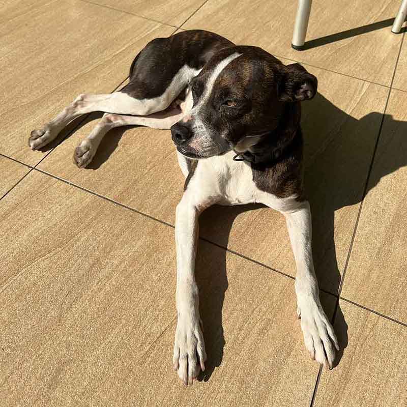 #103 ALREADY ADOPTED - Kwa-Zulu Natal, Durban - Adopt Boston Terrier BoJack 4 Adopt Boston Terrier BoJack