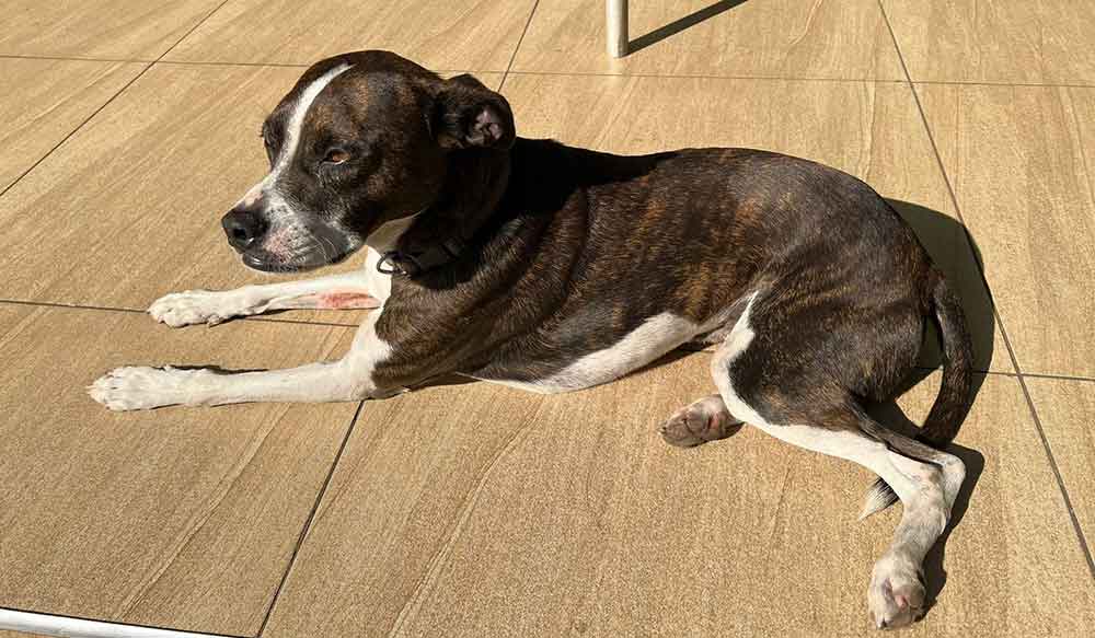 #103 ALREADY ADOPTED - Kwa-Zulu Natal, Durban - Adopt Boston Terrier BoJack 5 BoJack Boston Terrier cross dog 6