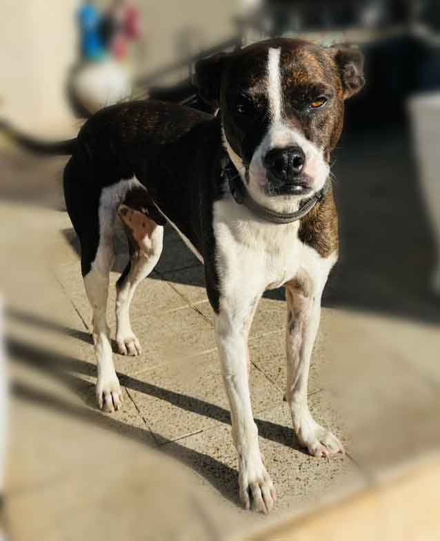 #103 ALREADY ADOPTED - Kwa-Zulu Natal, Durban - Adopt Boston Terrier BoJack 2 Adopt Boston Terrier BoJack