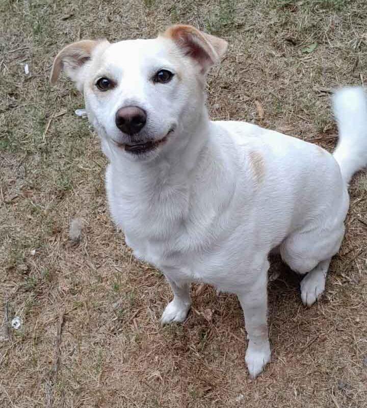 Adopt Chewy an Africanus