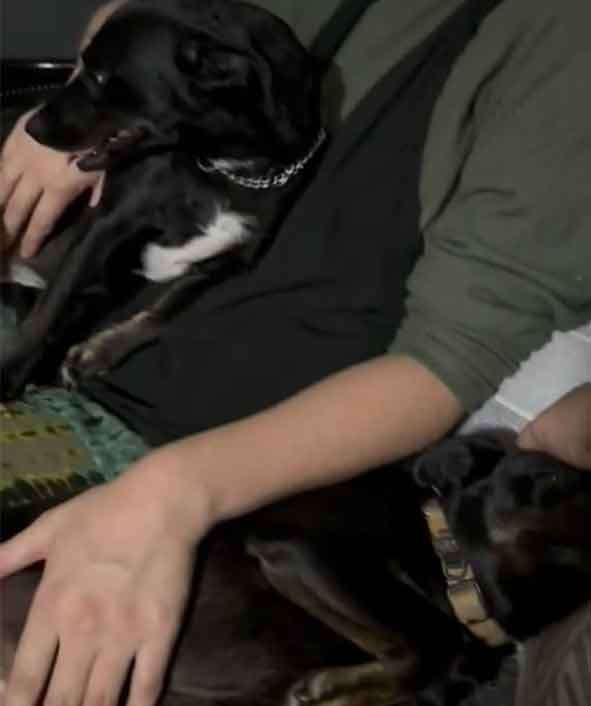 Success Story ~ Harper and Harley Stay Together