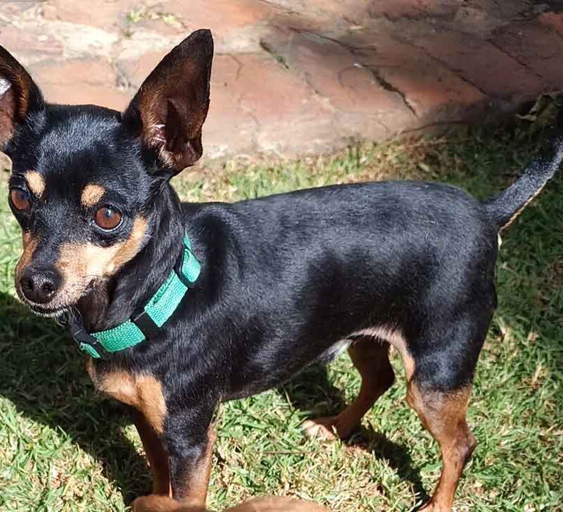 Adopt a Miniature Pinscher Hulk