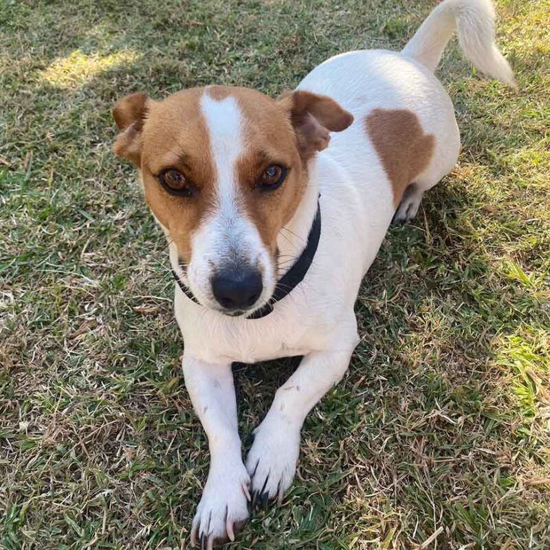 Adopt Jackie the Jack Russell