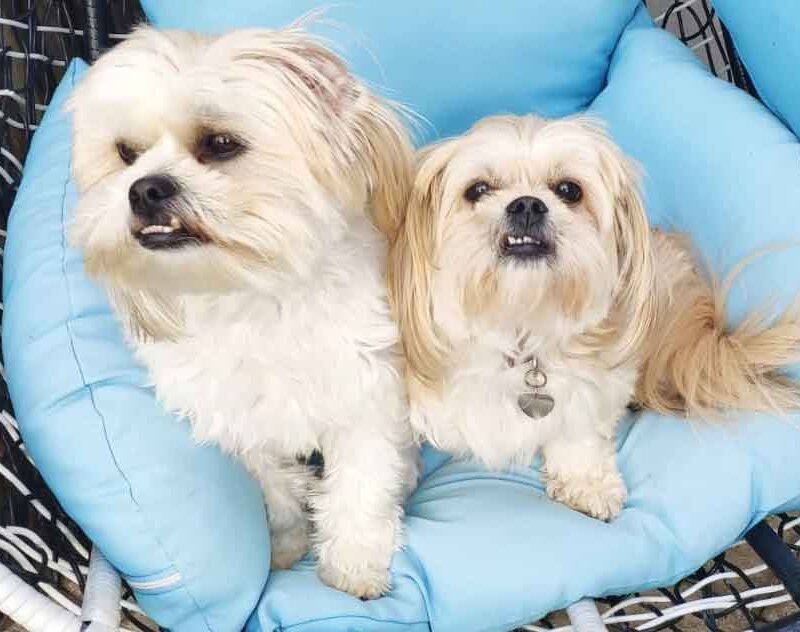 Adopt Shih Tzu Siblings Luke and Leia