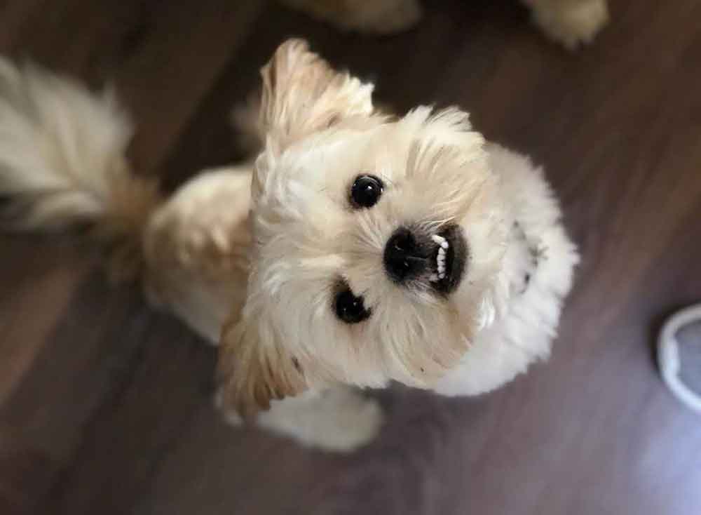 #108 ALREADY ADOPTED - Gauteng, Broadacres - Adopt Shih Tzu Siblings Luke and Leia 6 Luke male Shih Tzu 9