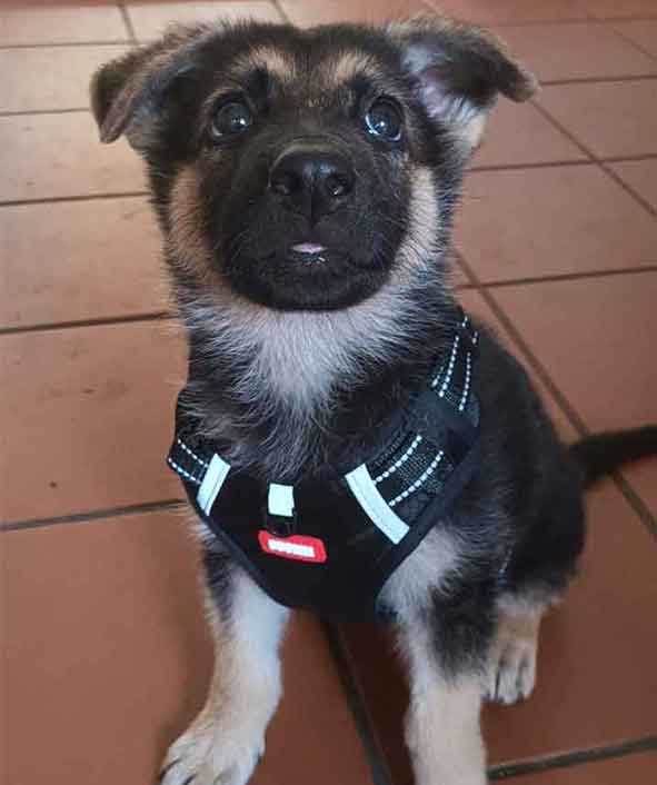 Success Story ~ Midnight Gets Forever Puppy Love 1 Midnight Gets Forever Puppy Love