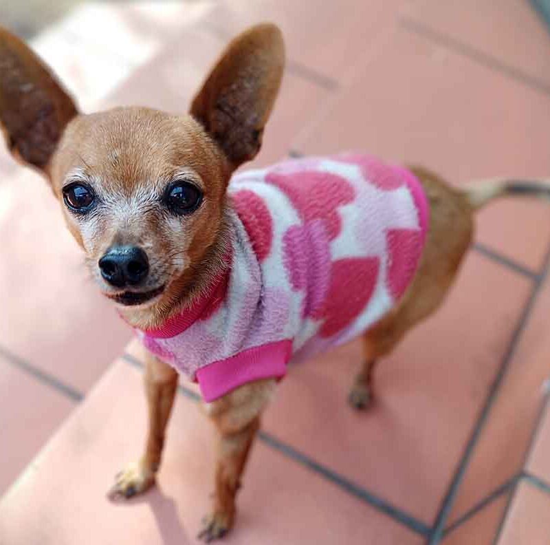 Adopt a Senior Min Pin Tank