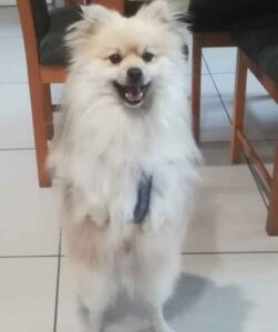 Success Stories 11 Success Story: Toffie gets his sweet forever after