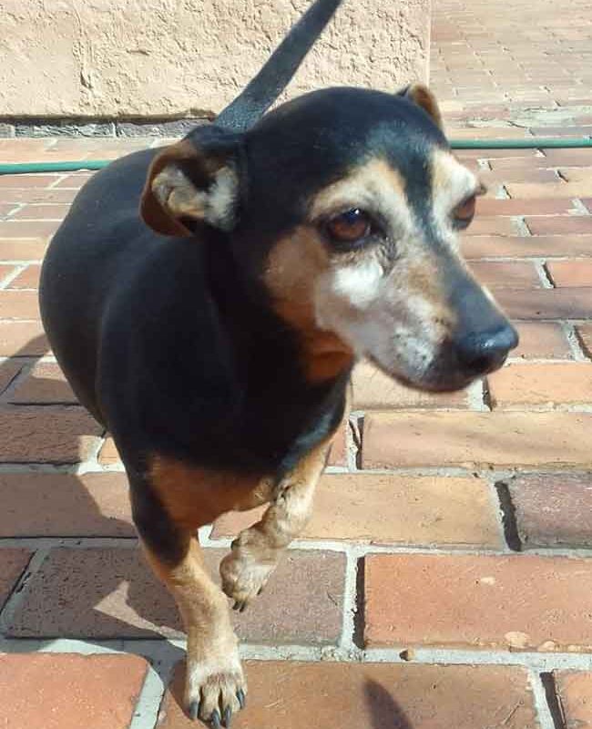 Adopt Wowboy a min Pin