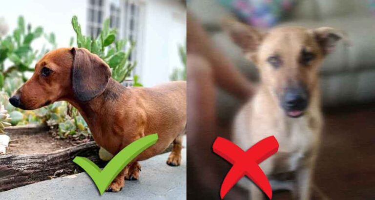 How to Take Great Photos of Your Dog for Rehoming 5 good clear photo vs a bad blurry photo