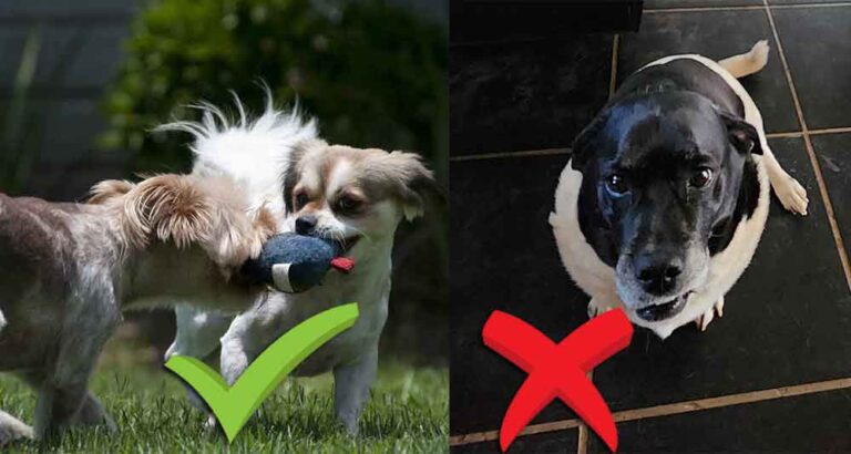 How to Take Great Photos of Your Dog for Rehoming 4 good photo of dogs playing vs bad photo of looking down onto a dog