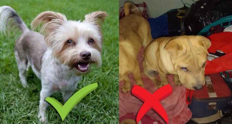 How to Take Great Photos of Your Dog for Rehoming 2 clear photo background vs a cluttered dark background