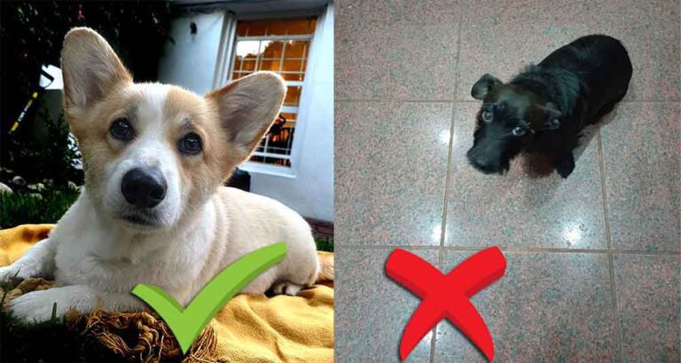 How to Take Great Photos of Your Dog for Rehoming 3 how to take great photos of your dog for rehoming