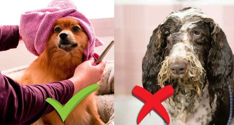 How to Take Great Photos of Your Dog for Rehoming 1 How to Take Great Photos of your Dog for Rehoming. dog being washed and groomed vs a dirty dog