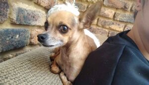 Success Stories 8 Success Story: Lielie Adopts Frank and Patsy