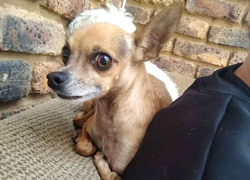 Success Story: Lielie Adopts Frank and Patsy