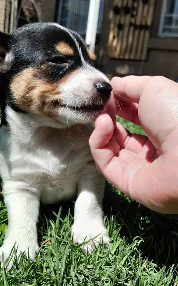 #115 ALREADY ADOPTED - Gauteng, Germiston - Adopt a Jorkie Puppy 6 Adopt a male Jorkie puppy