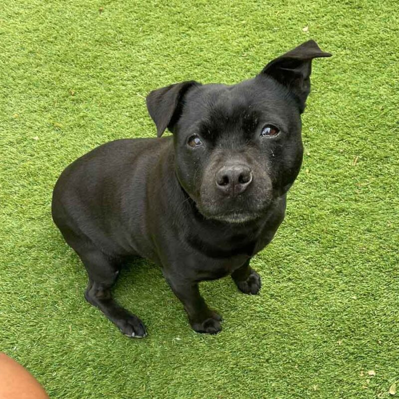 Adopt Coco Staffy Girl