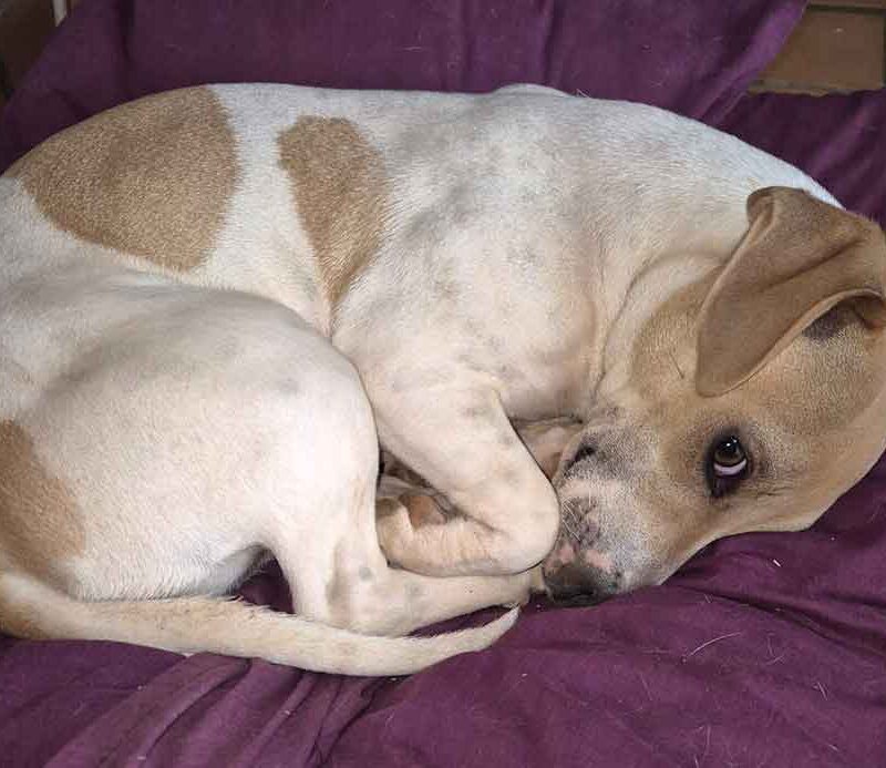 adopt jack Russell puppy Jackie