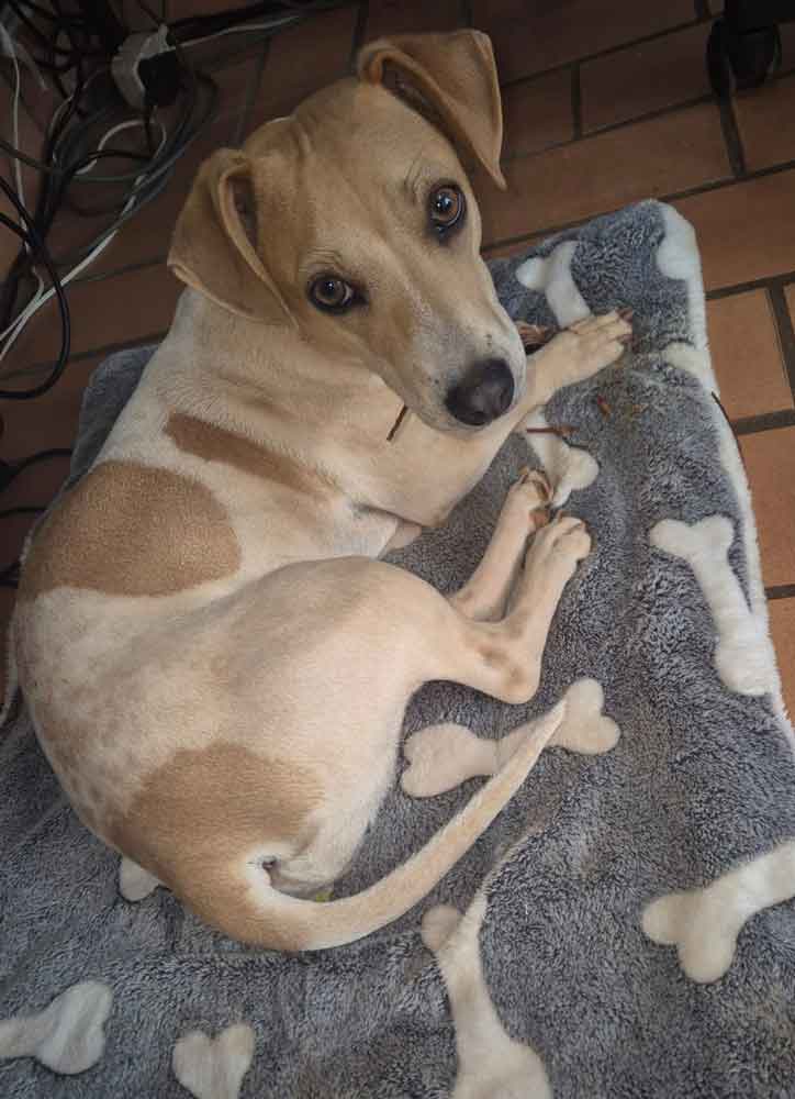 #119 ALREADY ADOPTED - Gauteng, Pretoria - Adopt Jack Russell Puppy Jackie 3 Jack Russell puppy