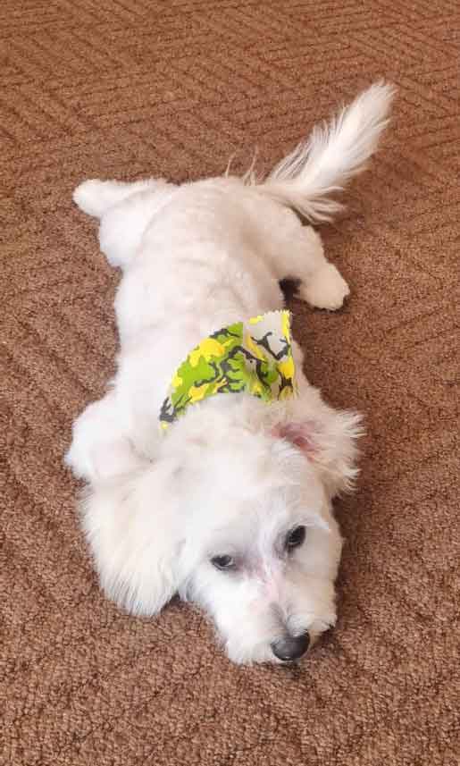 #117 ALREADY ADOPTED - Gauteng, Roodepoort - Adopt Maltese Puppy 2 Nacho 8 month old male Maltese Poodle 2