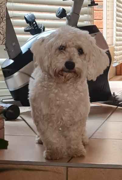 #117 ALREADY ADOPTED - Gauteng, Roodepoort - Adopt Maltese Puppy 3 Nacho 8 month old male Maltese Poodle 3
