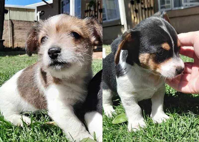 Adopt a Jorkie Puppy