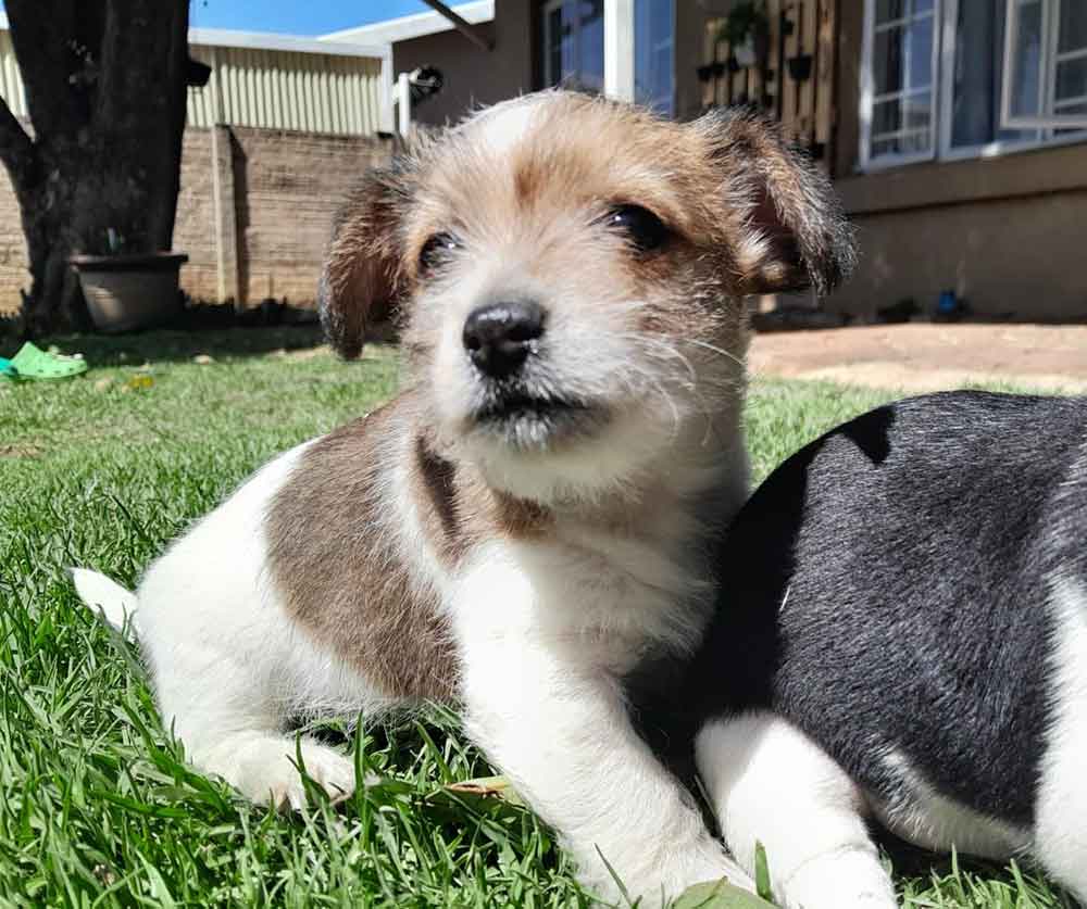 #115 ALREADY ADOPTED - Gauteng, Germiston - Adopt a Jorkie Puppy 5 Adopt a Yorkshire Terrier cross Jack Russell