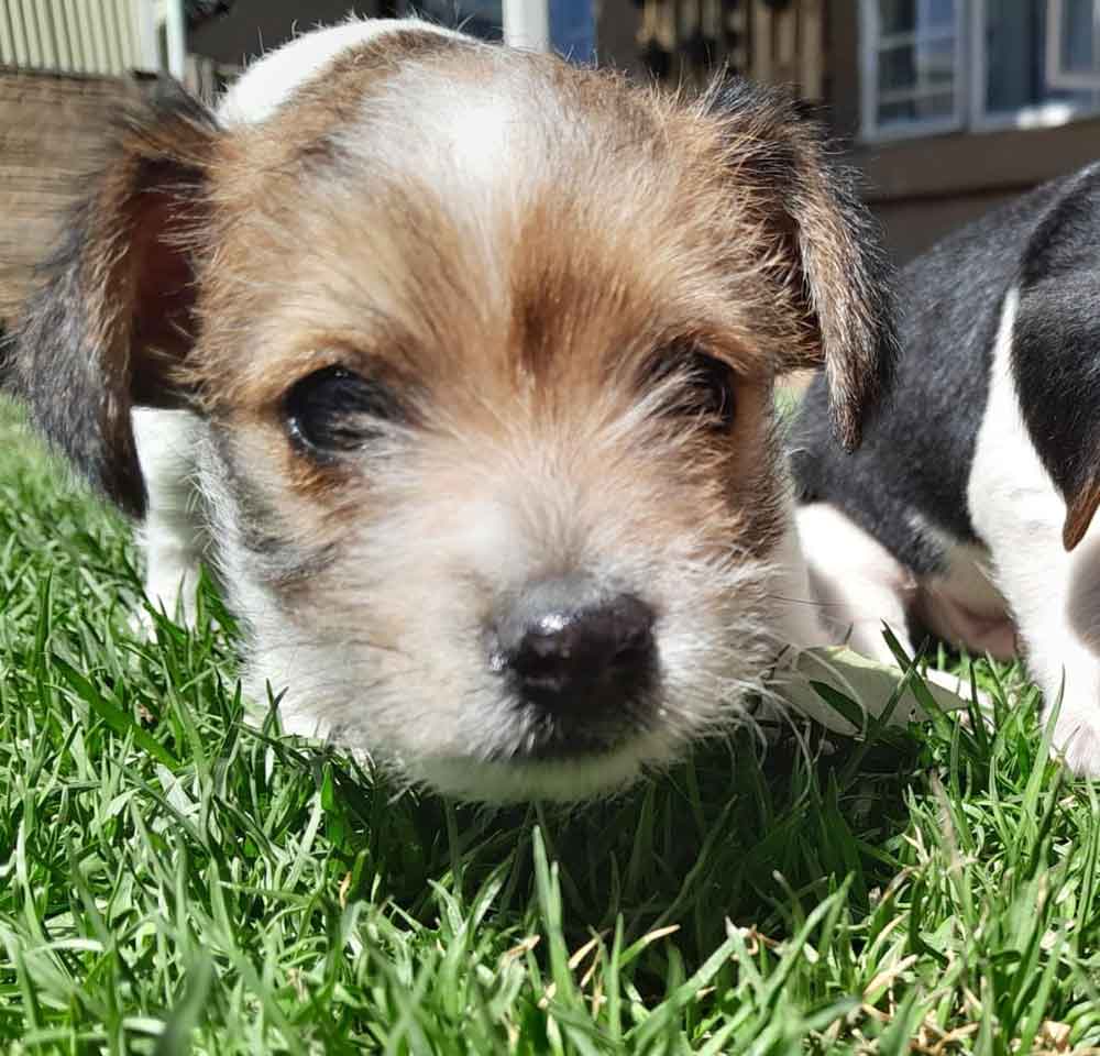 #115 ALREADY ADOPTED - Gauteng, Germiston - Adopt a Jorkie Puppy 2 Female Jorkie Puppy