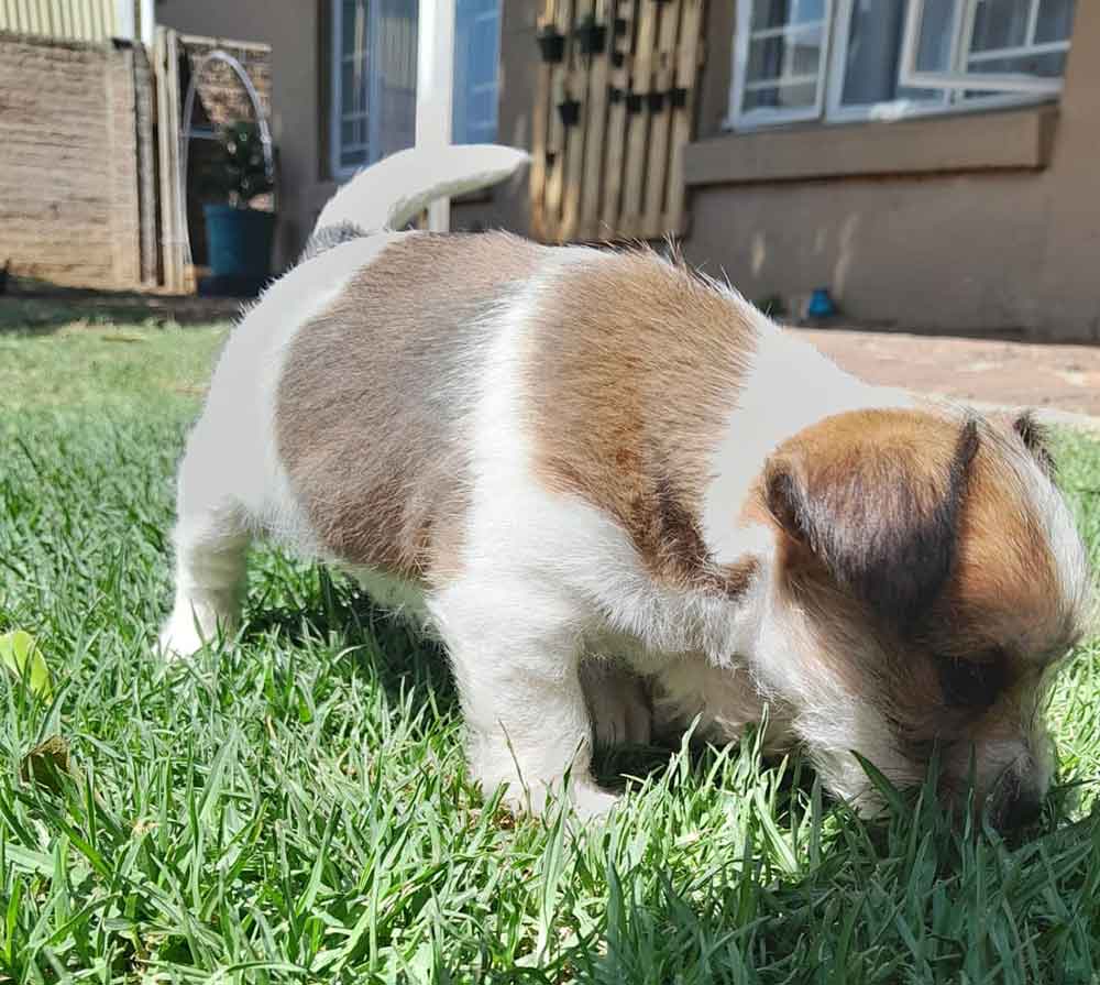 #115 ALREADY ADOPTED - Gauteng, Germiston - Adopt a Jorkie Puppy 3 Jorkie Puppy girl