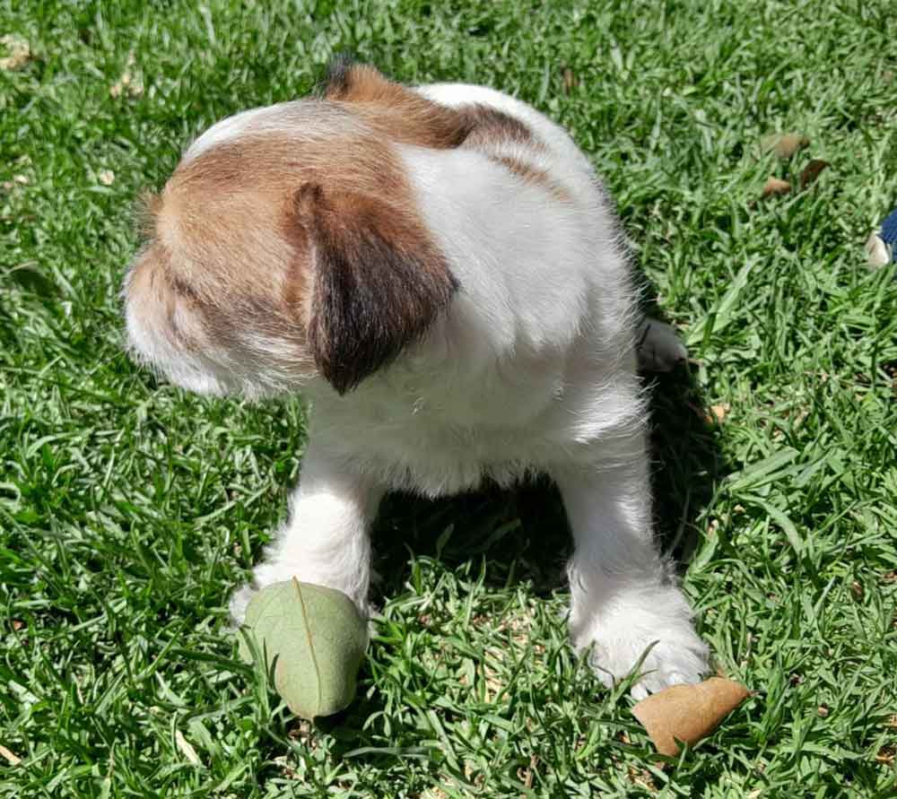 #115 ALREADY ADOPTED - Gauteng, Germiston - Adopt a Jorkie Puppy 4 6 week old Jack Russel cross Yorkshire Terrier