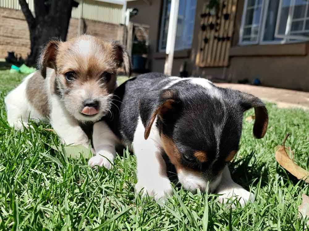 #115 ALREADY ADOPTED - Gauteng, Germiston - Adopt a Jorkie Puppy 1 Adopt a Jorkie Puppy