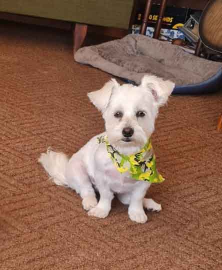 #116 ALREADY ADOTPED - Gauteng, Roodepoort - Adopt Maltese Poodle Mila 2 Maltese Poodle female one year old