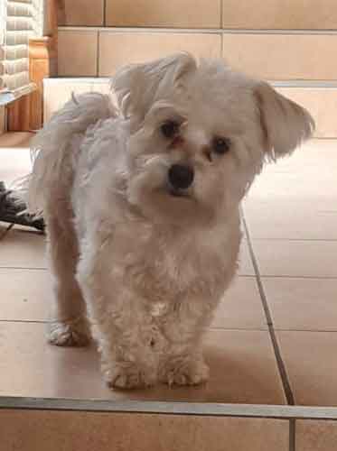 #116 ALREADY ADOTPED - Gauteng, Roodepoort - Adopt Maltese Poodle Mila 3 Maltese Poodle female