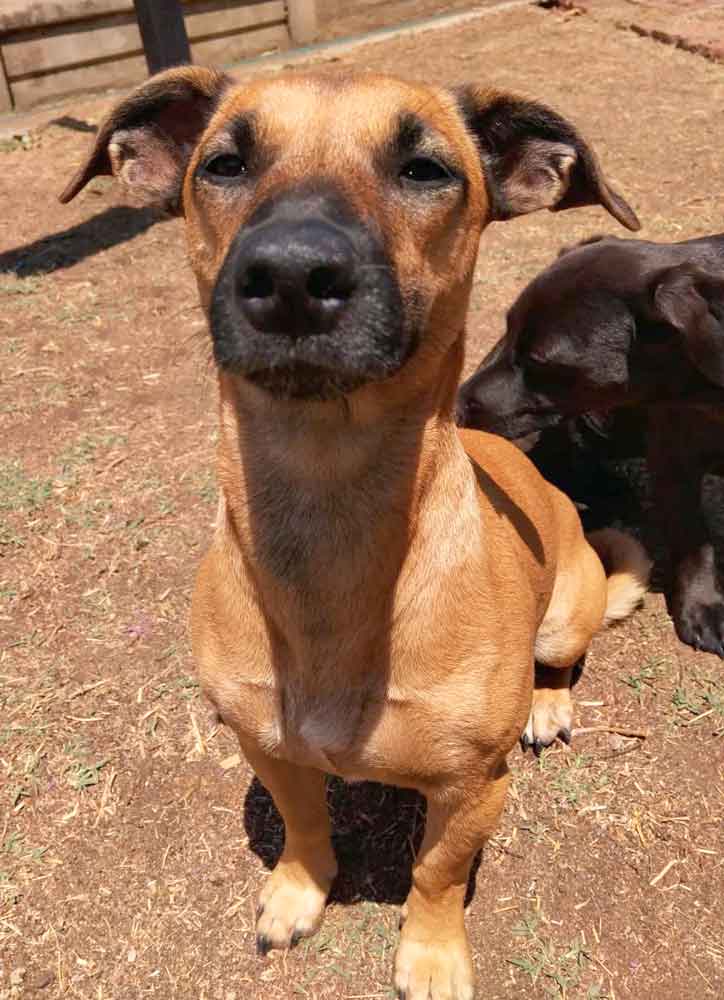 #120 ALREADY ADOPTED - Gauteng Pretoria - Adopt Hazel and Nala 10 Nala female terrier mixed breed