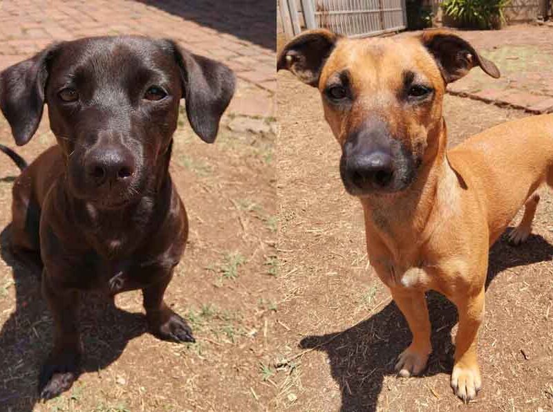 Nala and Hazel female terrier mixed breed