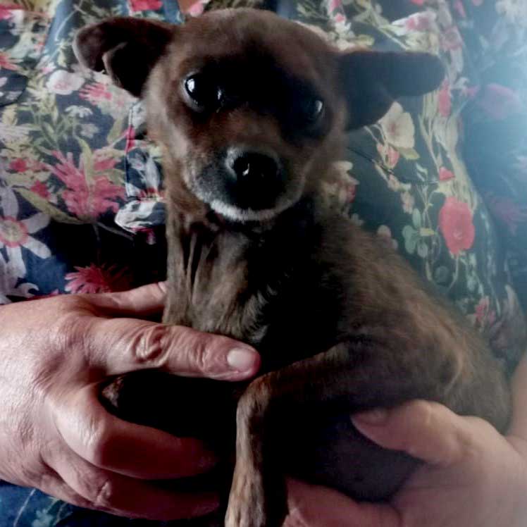 #124 ALREADY ADOPTED - KwaZulu Natal, Empangeni - Adopt Brindle Miniature Pinscher Tattie 2 Adopt Brindle Miniature Pinscher Tattie