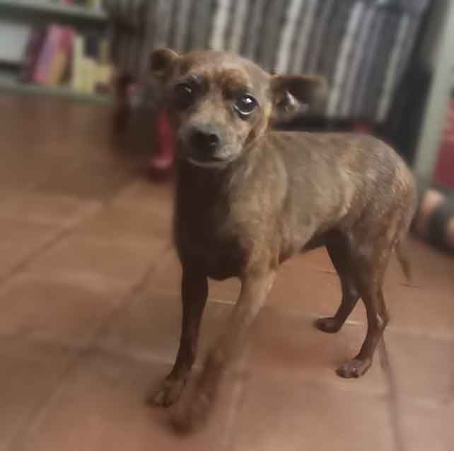 #124 ALREADY ADOPTED - KwaZulu Natal, Empangeni - Adopt Brindle Miniature Pinscher Tattie 5 Adopt Brindle Miniature Pinscher Tattie