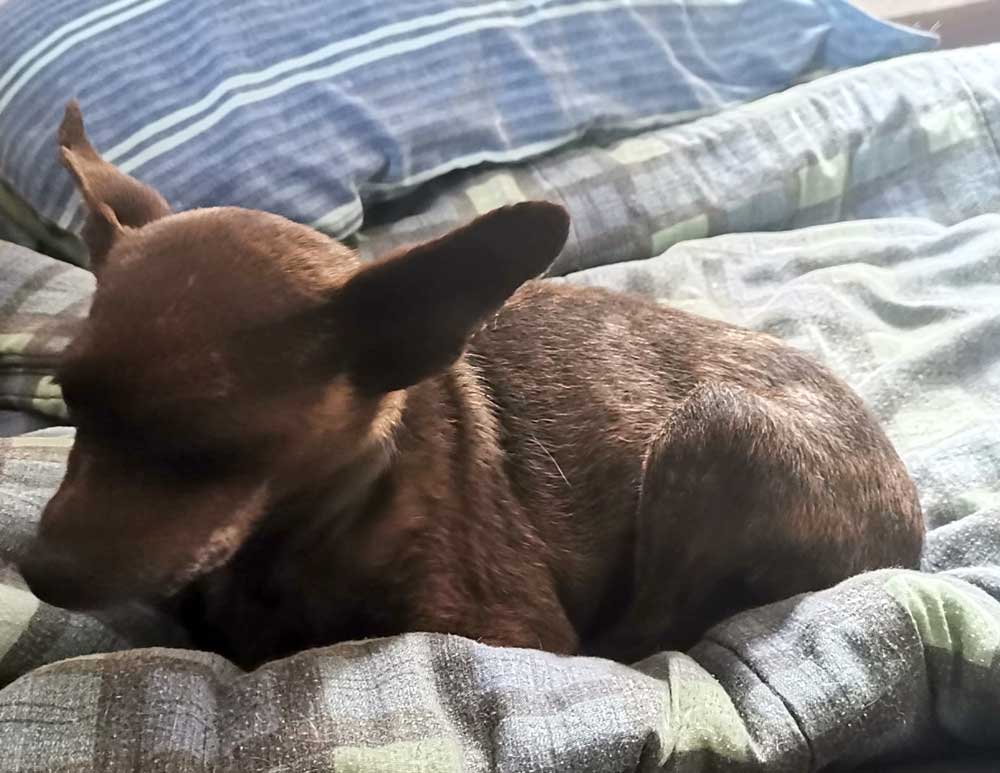 #124 ALREADY ADOPTED - KwaZulu Natal, Empangeni - Adopt Brindle Miniature Pinscher Tattie 7 Adopt Brindle Miniature Pinscher Tattie