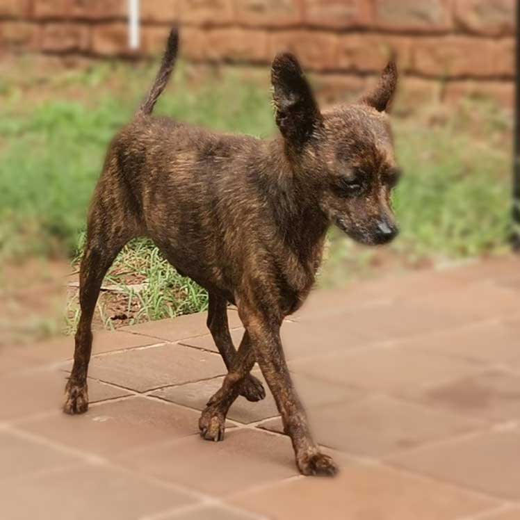 #124 ALREADY ADOPTED - KwaZulu Natal, Empangeni - Adopt Brindle Miniature Pinscher Tattie 3 Adopt Brindle Miniature Pinscher Tattie