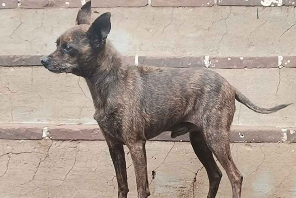 #124 ALREADY ADOPTED - KwaZulu Natal, Empangeni - Adopt Brindle Miniature Pinscher Tattie 6 Adopt Brindle Miniature Pinscher Tattie