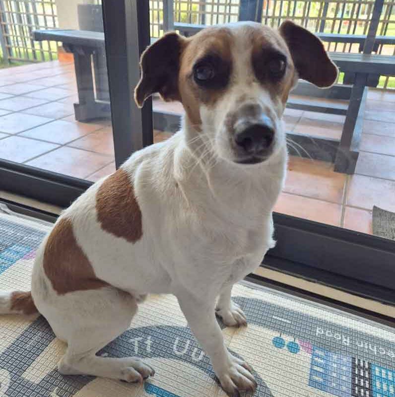 Adopt Jack Russell Gus