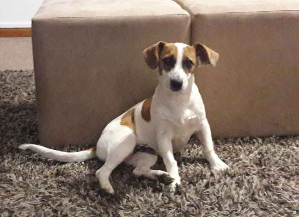 #122 ALREADY ADOTPED - Western Cape, Plattekloof - Adopt Jack Russell Gus 7 7 year old male Jack Russell sitting on a carpet