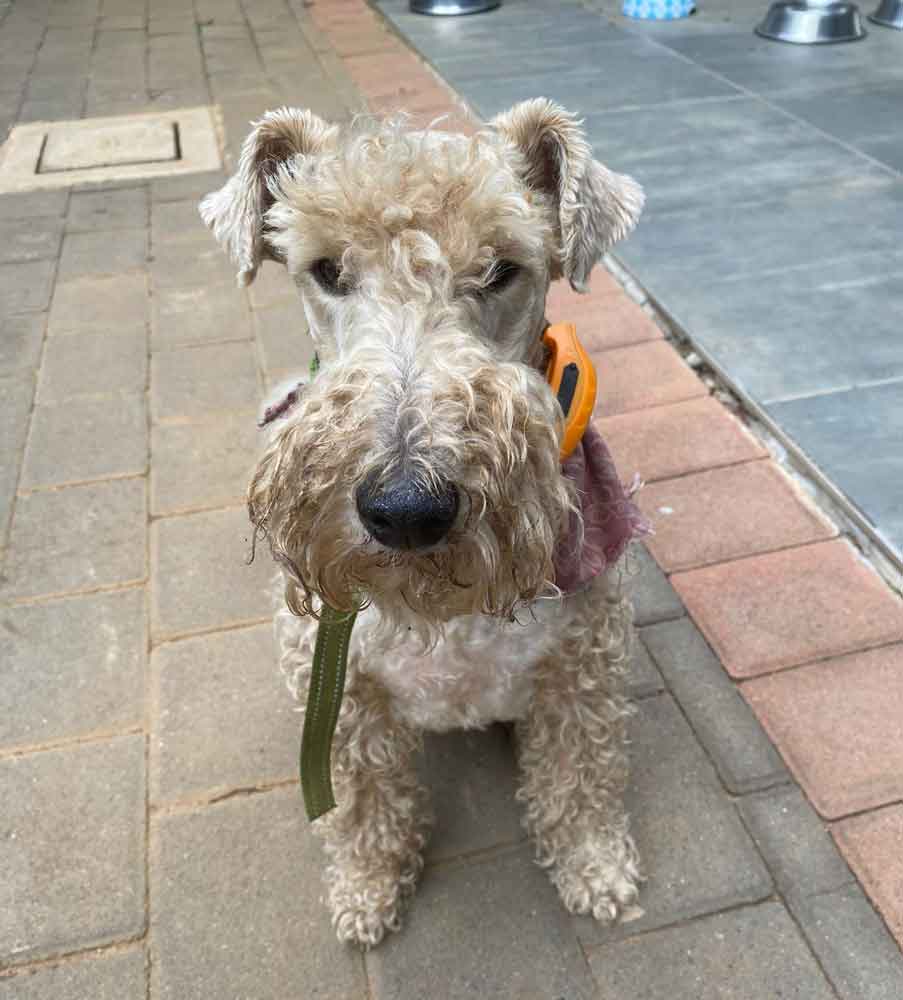 #125 ALREADY ADOPTED - Gauteng, Pretoria - Adopt Wired Haired Fox Terriers 3 Katryn Wired Haired Fox Terriers 7