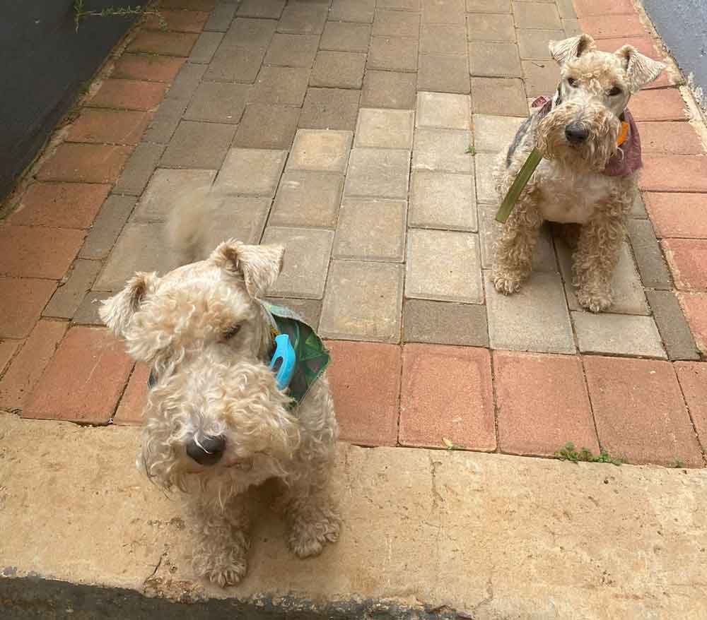 #125 ALREADY ADOPTED - Gauteng, Pretoria - Adopt Wired Haired Fox Terriers 4 Robbie and Katryn Wired Haired Fox Terriers 1 1